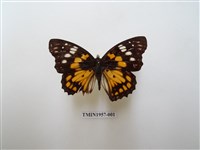 藏品(燦蛺蝶)的圖片